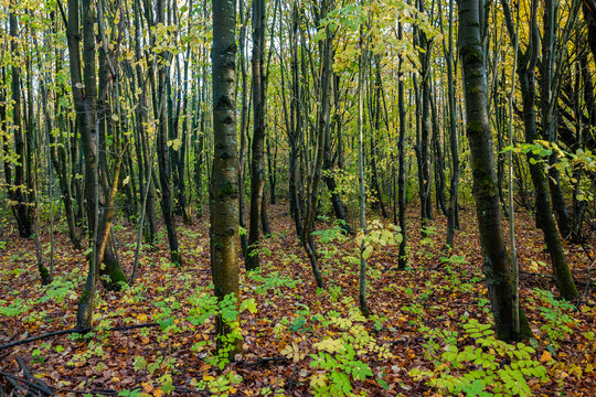 Dense autumn forest with dark tree trunks, saturated colors and fallen leaves covering the woodland floor - Powered by Adobe