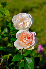 roses in the Nervi park, Genoa, Italy