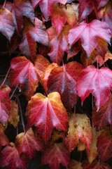 red maple leaves
