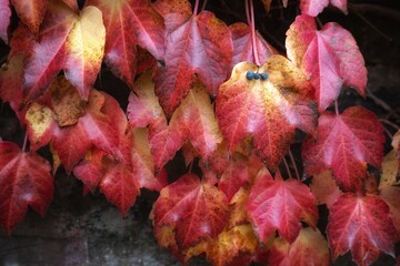 red autumn leaves