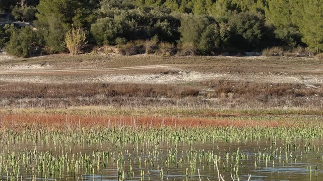 Paisaje de Humedal y Orilla del Embalse de Beniarres con P&aacute;jaros Paseriformes Aterrizando en la Vegetaci&oacute;n, Espa&ntilde;a