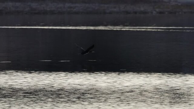 Cormor&aacute;n Grande (Phalacrocorax carbo) en Vuelo Rasante Toca el Agua del Embalse de Beniarres al Anochecer, Espa&ntilde;a