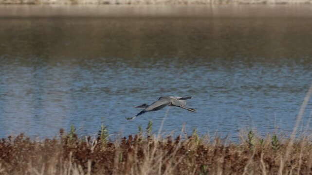 Garza Real (Ardea cinerea) Levantando el Vuelo sobre la Vegetaci&oacute;n del Pantano de Beniarres, Espa&ntilde;a