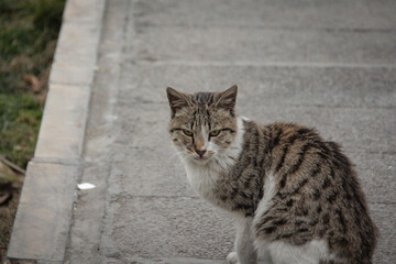 Cats waiting for food in a park in Tehran