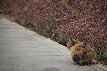 Cats waiting for food in a park in Tehran