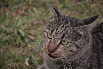 Fototapeta premium Cats waiting for food in a park in Tehran