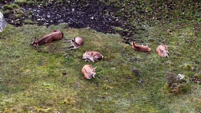 Red deer stag and his harem sleeping during the day