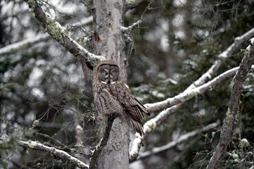 A great gray owl intensely listens to see where its next meal will pop out of the snow