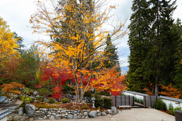 Naklejka premium Japanese Garden Colorful Trees at Lithia Park Golden Fall in Ashland