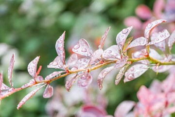 Close-up view of a branch with pink flowers and leaves, raindrops scattered Soft, vibrant colors Diffused lighting, dreamy quality Shallow depth of field, intimate perspective Realistic style, se
