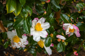 Fototapeta premium Sasanqua Camellia blooming close up