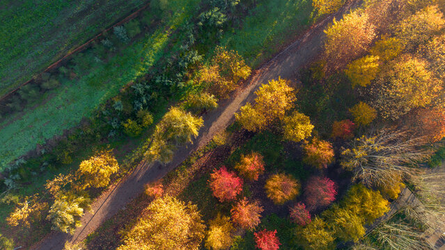 &Aacute;rvores no Outono 