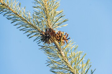 Close-up view of pine branch with yellowing needles against a blurred blue sky backdrop, taken from an upward angle a