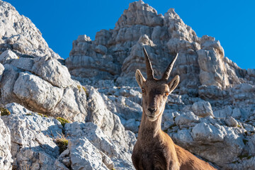 Obraz premium An engaging close-up portrait of a wild Alpine ibex, looking directly at camera with intelligent, curious eyes against a backdrop of sunlit, rugged limestone peaks, creating an intimate connection.