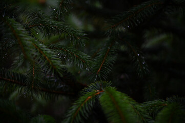 close-up of evergreen tree branches
