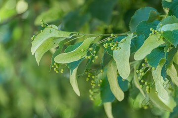 Close-up of a curled-edge green plant with colorful, textured leaves and contrasting small berries Soft lighting, possibly early morning or late afternoon Bokeh effect in the background Naturalist
