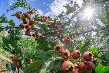 Close-up of a fruit tree, laden with orange and red ripe fruits under bright sunlight, casting shadows on aged leaves, against a clear blue sky