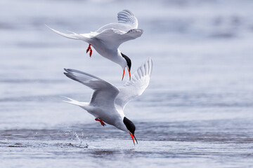 Common terns competing in fishing tiny fish and ready to break the surface of a lake at the end of April in Western Finland.