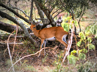 Steenbok posing for a photo in the savannah