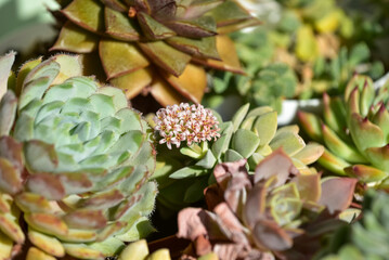 A close-up image of various succulents with a small cluster of delicate pink flowers blooming at the center. Close-up of blooming Crassula Morgans Beauty succulent