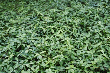 Close-up of periwinkle leaves which grow in a flowerbed. Lush evergreen foliage of Vinca minor in a garden