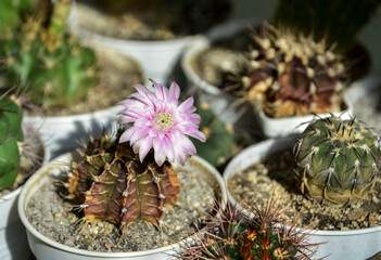 Close-up of a blooming cactus Gymnocalycium friedrichii vos 06-268 in a white pot under sunlight. Beautiful pink flower is surrounded by various spiny cacti