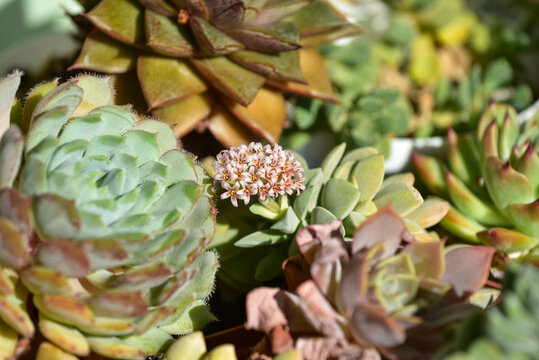 A close-up image of various succulents with a small cluster of delicate pink flowers blooming at the center. Close-up of blooming Crassula Morgans Beauty succulent - Powered by Adobe