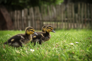 Three brown ducklings race in the grass