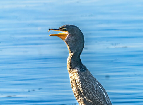 Large Double Crested Comorant Juanita Bay Park Lake Kirkland Was