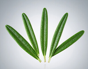 Obraz premium 식물-허브-로즈마리-로즈마리 잎