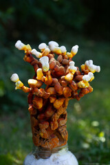 Reishi mushroom - fruiting body of Ganoderma multipileum medicinal fungi, used in traditional Chinese medicine.