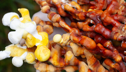 Reishi mushroom - fruiting body of Ganoderma multipileum medicinal fungi, used in traditional Chinese medicine.