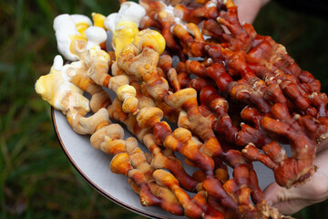 Reishi mushroom - fruiting body of Ganoderma multipileum medicinal fungi, used in traditional Chinese medicine.