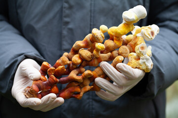 Reishi mushroom - fruiting body of Ganoderma multipileum medicinal fungi, used in traditional Chinese medicine.