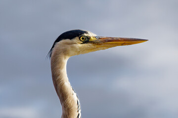 great blue heron