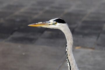 close up of a grey heron