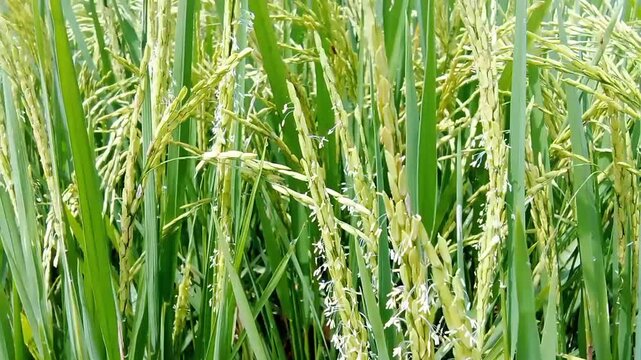 The rice plant is flowering, the flowers are small white along the flower stalk.