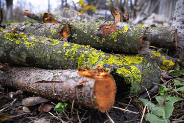 Logs are arranged in a garden with vibrant green moss, lichen, and fallen leaves on a cloudy day, showcasing nature's beauty