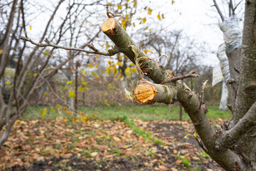 Pruned tree branch showcases fresh cuts amidst a serene autumn landscape filled with fallen leaves