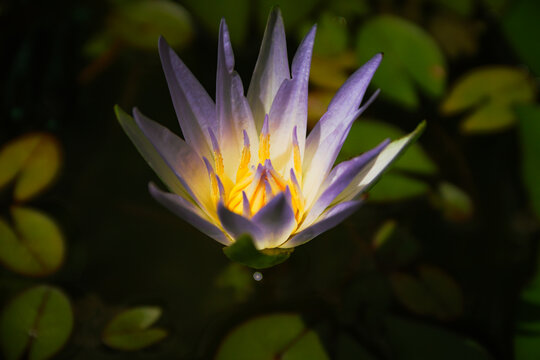 purple lotus flower