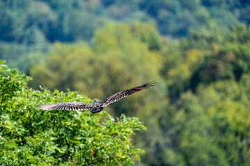 Turkey Vulture Soaring Over Shenandoah National Park