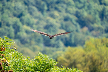 Turkey Vulture Soaring Over Shenandoah National Park