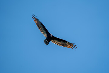 Turkey Vulture Soaring Over Shenandoah National Park
