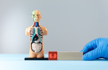 A doctor's hand places wooden cubes with a kidney icon next to an anatomical model. Concept of...