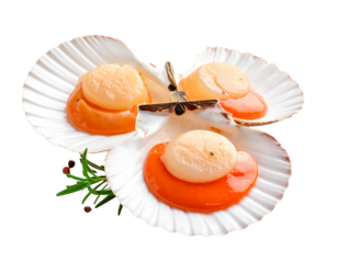 Seared scallops on shell isolated on transparent background, cutout, png