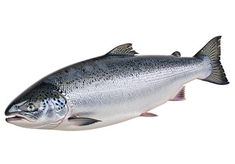 Naklejka premium Chinook salmon isolated on transparent background, cutout, png