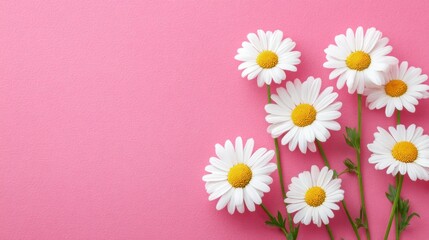 Obraz premium A Beautiful Arrangement of Daisies Displaying Freshness and Vibrancy Against a Soft Pink Background, Perfect for Spring and Floral Inspired Designs