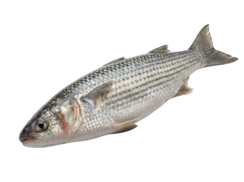 Fresh mullet fish isolated on transparent background, cutout, png