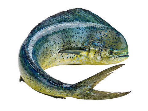 Raw pagello fish isolated on transparent background, cutout, png