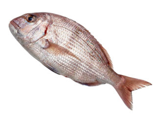 Raw pagello fish isolated on transparent background, cutout, png